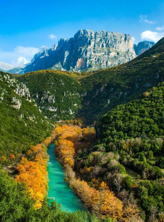 green forest with river